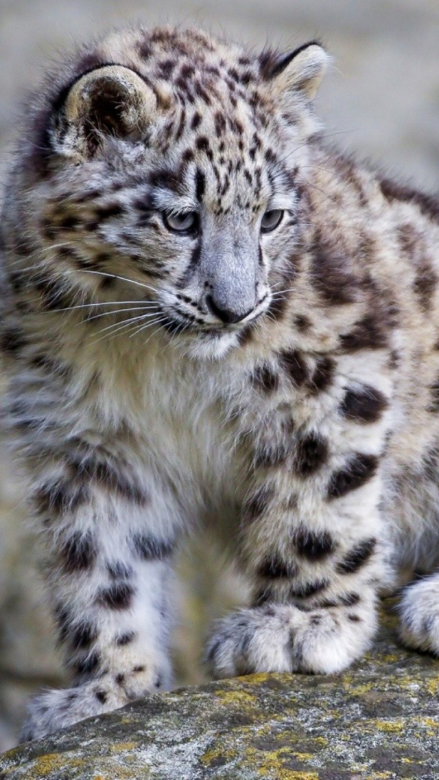 1790 Baby Snow Leopard
